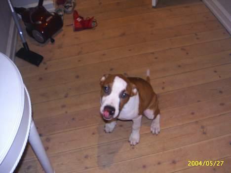 Amerikansk staffordshire terrier DK Staff`s Flower Power - er jeg ikke sød? billede 3