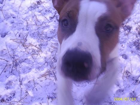 Amerikansk staffordshire terrier DK Staff`s Flower Power - Hvad laver du???? billede 4