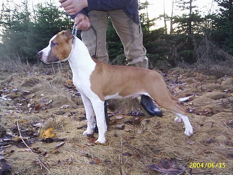 Amerikansk staffordshire terrier DK Staff`s Flower Power billede 5