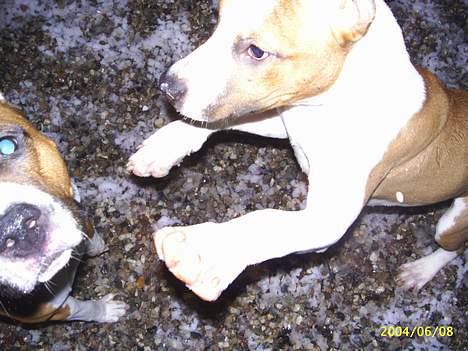 Amerikansk staffordshire terrier DK Staff`s Flower Power - Flyvspark til Maya! billede 6