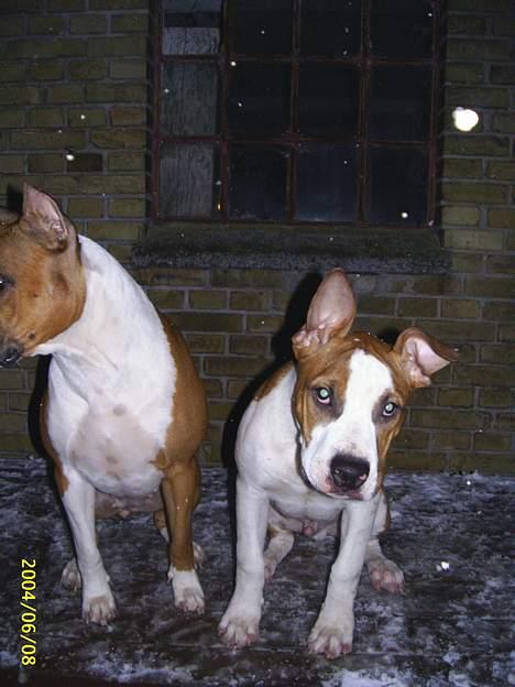 Amerikansk staffordshire terrier DK Staff`s Flower Power - Sagde du jeg er dum? billede 7