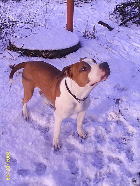 Amerikansk staffordshire terrier DK Staff`s Flower Power billede 8