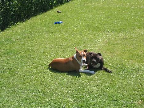 Amerikansk staffordshire terrier Xena. (Loppe) - Loppe og kæresten Kenzo. billede 7