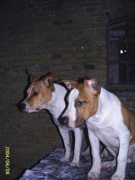Amerikansk staffordshire terrier Xena. (Loppe) - Sagde i stritører????? billede 8