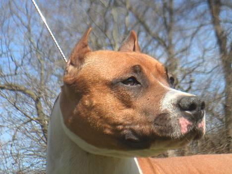 Amerikansk staffordshire terrier Maya billede 8