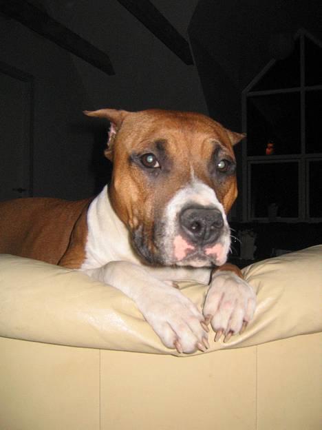 Amerikansk staffordshire terrier Maya - Hvad laver du mor? billede 9