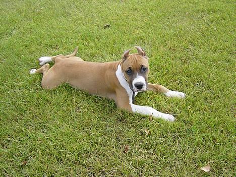 Amerikansk staffordshire terrier Maya - En lille russer... billede 10