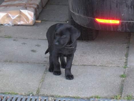 Labrador retriever Saki (formel 1) billede 1