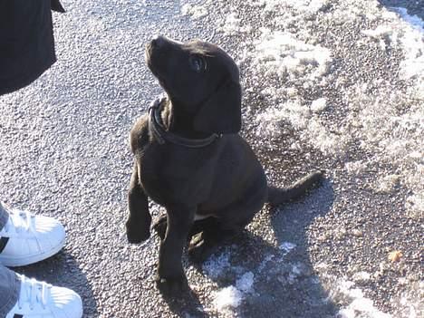 Labrador retriever Saki (formel 1) billede 2