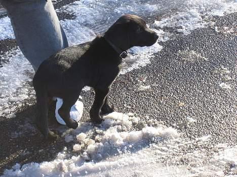 Labrador retriever Saki (formel 1) billede 3