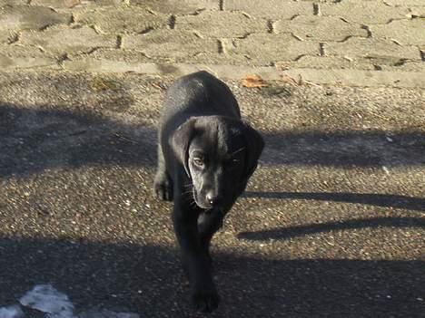 Labrador retriever Saki (formel 1) billede 4