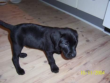 Labrador retriever Saki (formel 1) - 8 uger gammel og allerførste dag i sit nye hjem billede 5