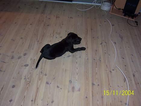 Labrador retriever Saki (formel 1) - 8 uger gammel og allerførste dag i sit nye hjem billede 6