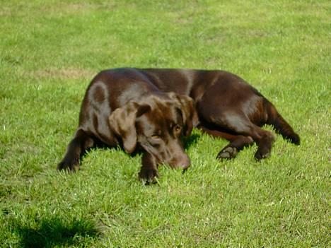 Labrador retriever Sif(stella) - jeg ligger og slikker sol, ser hvor brun jeg er blevet:) billede 9