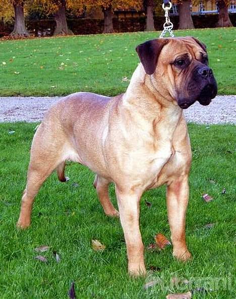 Bullmastiff Vibegården's Cirkeline - Cici i Sorø park, desværre uden efterårets smukke natur, da hendes farve nærmest gik i ét med de nedfaldne blade billede 1