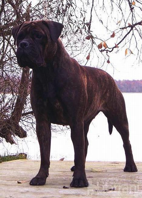 Bullmastiff Librrani's Aisha - Aisha ved Sorø sø i efterårets smukke natur billede 1