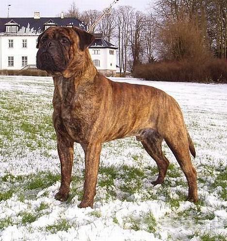 Bullmastiff Librrani's Astrox - Astrox i årest sidste sne (tror vi) billede 1