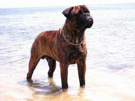 Bullmastiff Librrani's Astrox - Astrox på strand i italien billede 2