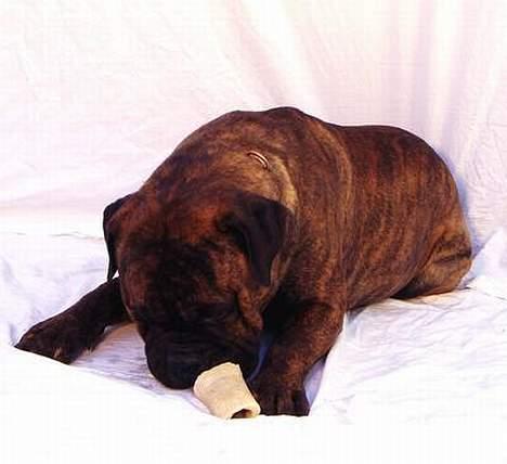 Bullmastiff Librrani's Astrox - Astrox i færd med at slikke godte ud af et kalkben billede 3