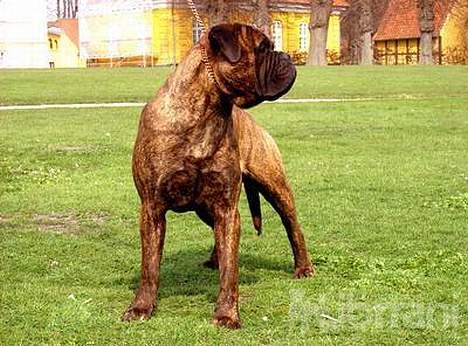 Bullmastiff Librrani's Astrox - Astrox har det med at kigge efter flotte piger billede 4