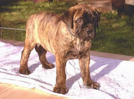 Bullmastiff Librrani's Astrox - Astrox kun 6 uger gammel, han har fået besked på at stå helt stille, hmmmm billede 5