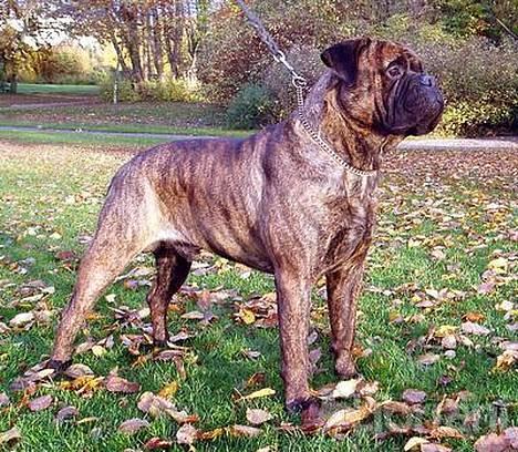 Bullmastiff Librrani's Astrox - Astrox passer godt ind i efterårets flotte farver billede 6