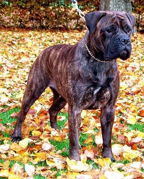 Bullmastiff Librrani's Aisha - Aisha i efterårets smukke omgivelser billede 2