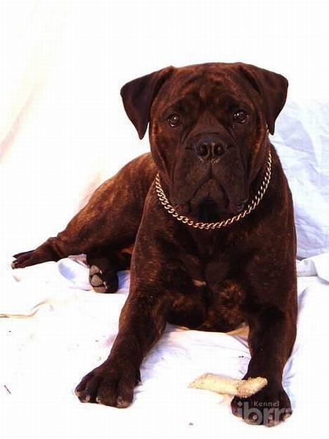 Bullmastiff Librrani's Aisha - Aisha som model for en dag billede 3