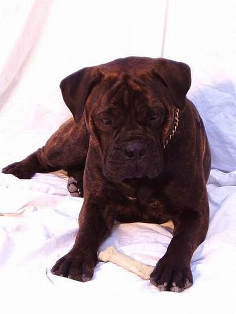 Bullmastiff Librrani's Aisha - Aisha som model for en dag billede 4