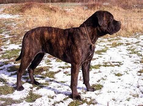 Bullmastiff Librrani's Aisha - Aisha  7 mdr. gammel, hun står vist filosofere billede 5