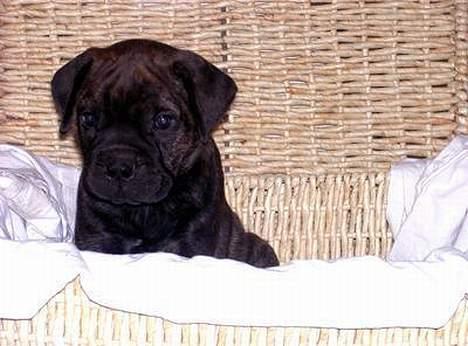 Bullmastiff Librrani's Aisha - Aisha 5 uger gammel, kun 5 uger senere var kurven for lille billede 6
