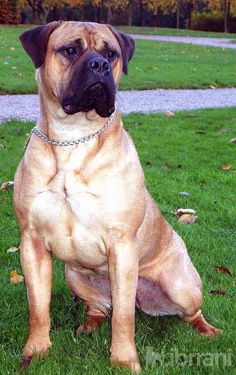 Bullmastiff Vibegården's Cirkeline - Cici i Sorø park, desværre uden efterårets smukke natur, da hendes farve nærmest gik i ét med de nedfaldne blade billede 2