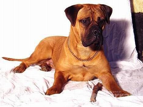 Bullmastiff Vibegården's Cirkeline - Cici som model for en dag billede 3