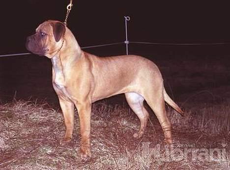 Bullmastiff Vibegården's Cirkeline - Cici 7 mdr. gammel i vinter nattens mørke billede 4