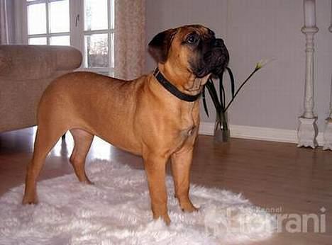 Bullmastiff Vibegården's Cirkeline - Cici 5 mdr. gammel i stuen på et lammetæppe (det klæder hende faktisk godt, den "lille" prinsesse) billede 5