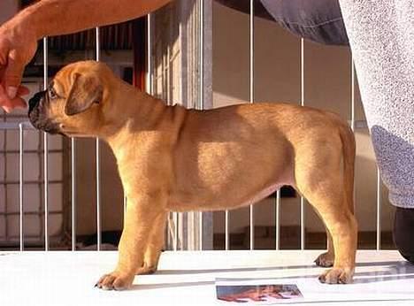 Bullmastiff Vibegården's Cirkeline - Cici 6 uger gammel, hun kan allerede stå flot (med lidt lokkemad) billede 6