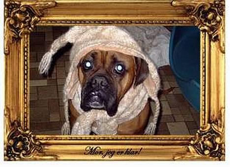 Boxer Krølle- Død - jaaa.... det er lidt koldt udenfor... så........ billede 2