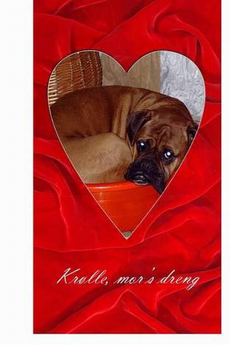 Boxer Krølle- Død - Nå ja vaskekurven kan nu også bruges til kurv! billede 4