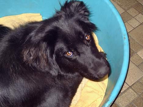 Blanding af racer Bailey*død* ;-( - skal du nu tage billeder igen? billede 8