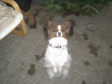 Papillon Gismo - nå... han sidder pænt!!! billede 1