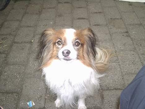 Papillon Gismo billede 2