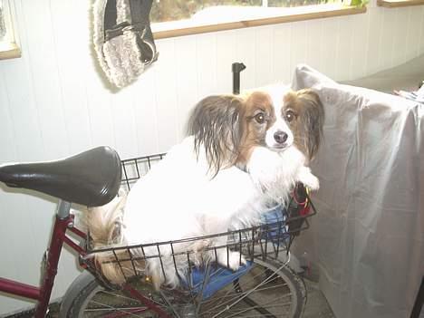 Papillon Gismo - Gismo er bag på min cykle billede 3