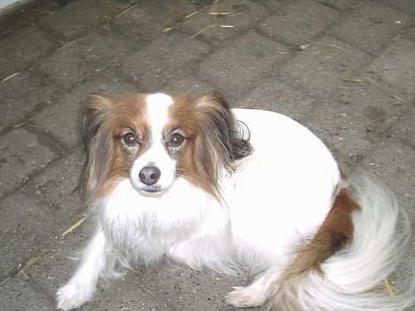 Papillon Gismo billede 4