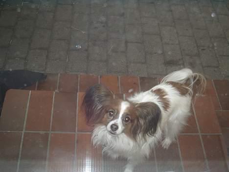 Papillon Gismo billede 5