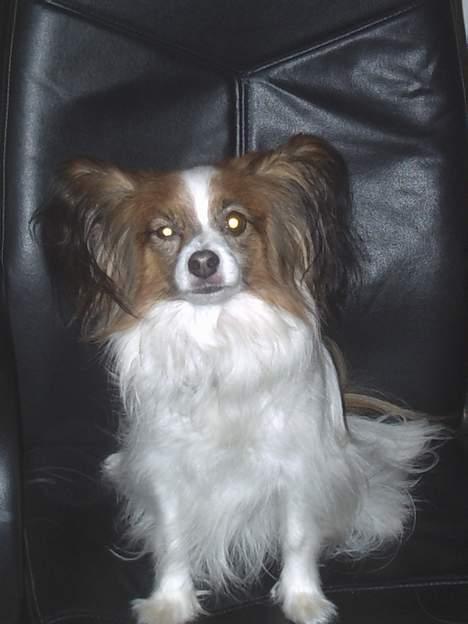 Papillon Gismo - Gismo sidder i kontorstolen!!! billede 6