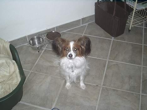 Papillon Gismo - nåå....  billede 7