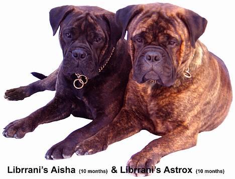 Bullmastiff Librrani's Aisha - Aisha sammen med sin bror Librrani´s Astrox, de to er uadskillelige billede 7