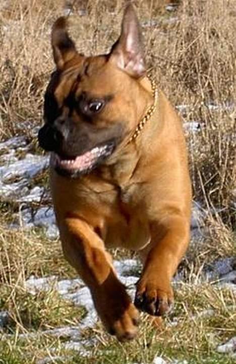 Bullmastiff Vibegården's Cirkeline - Cici har så meget energi, ikke typisk for en Bullmastiff billede 7