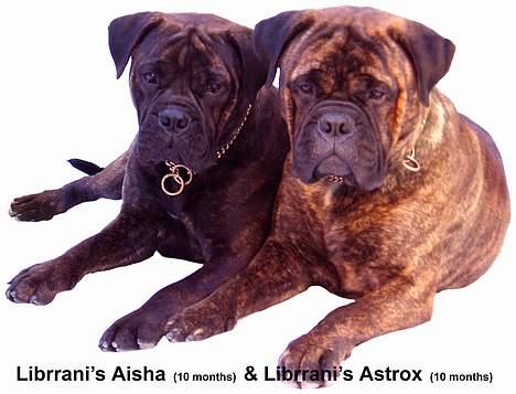 Bullmastiff Librrani's Astrox - Astrox sammen med sin søster Librrani´s Aisha billede 7