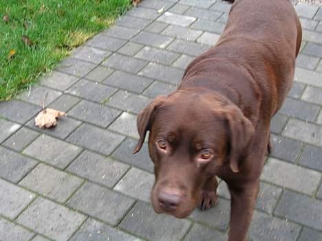 Labrador retriever Sigurd billede 1